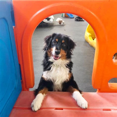 New Clients - Park9 Dog Playcare, Spa + Resort