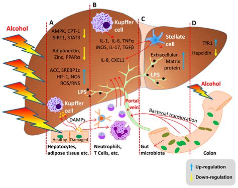 Alcoholic Liver Cirrhosis Treatment
