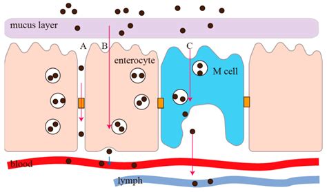 Research Progress on the Mechanism of Nanoparticles Crossing the ...