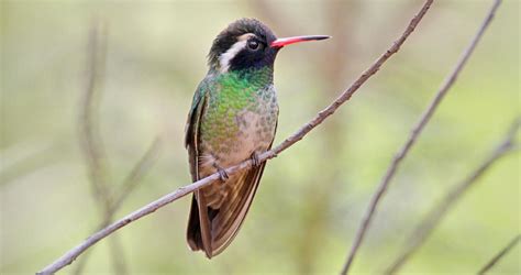 Image result for Hummingbird Tracking Map