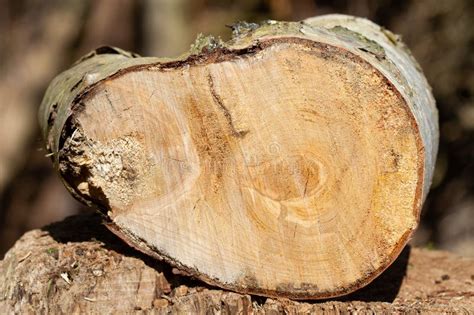 Image result for Tree Rot Fungus