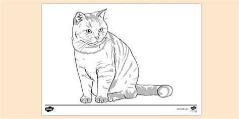 Ginger Cat Outline Colouring Sheet | Twinkl Resources