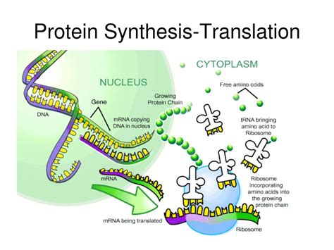 Image result for Protein Synthesis Explained