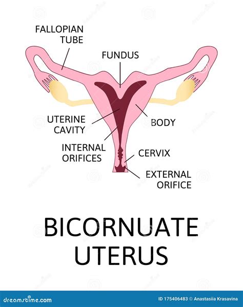 Anatomie De L’Utérus : Anatomie fonctionnelle de l’appareil génital féminin – PDUE