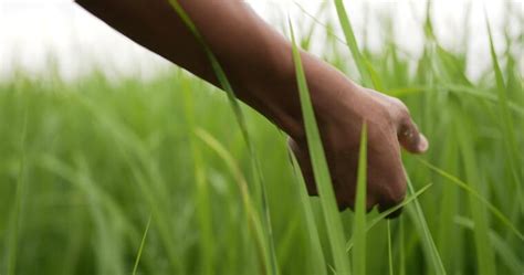 Touching Grass Tutorial 的图像结果