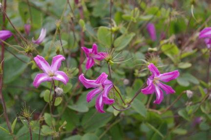 Fall-blooming plants in abundance at HPSO sale - oregonlive.com