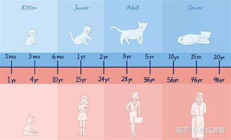 猫咪年龄与人类对照表（猫不同年龄段猫粮用量） - 胖萌舍宠物网
