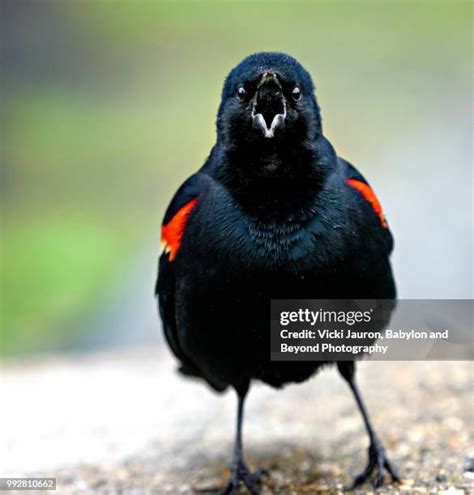 Image result for Black Angry Bird Exploding