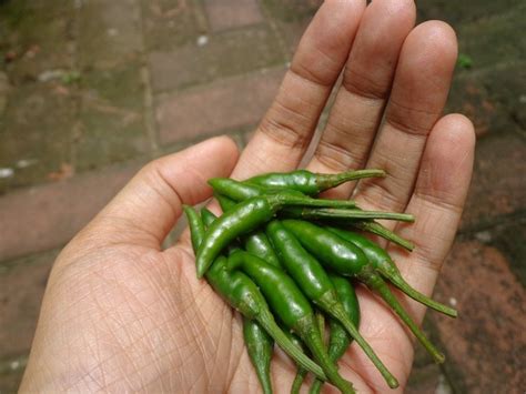 हरी मिर्च के फायदे - Green chilli health benefits in hindi