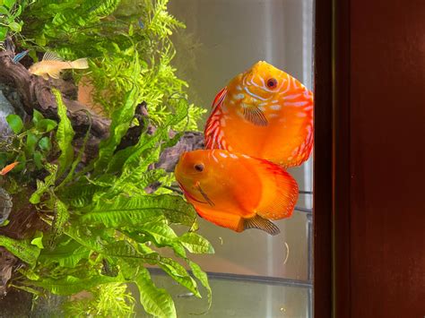 Image result for Setting Up a Discus Tank