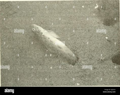 This title discusses the regulations and conservation efforts for fish and wildlife in ...