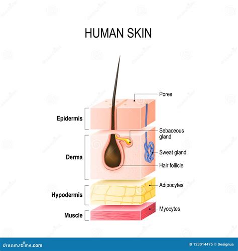Layers Of The Hypodermis