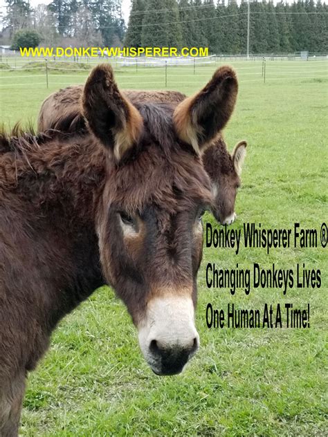 Signs Of A Female Donkey (Heat)