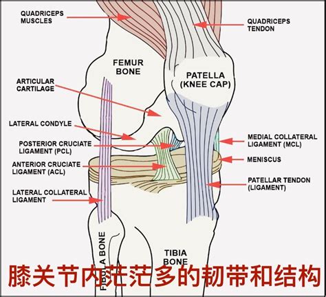 胫骨粗隆 的图像结果