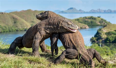 Komodo dragons not only inhabited ancient Australia, but also mated with our sand monitors ...