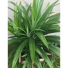 Biryani Leaf Plant/Pandan Plant/Rambha Plant/Basmati Live Plant ...