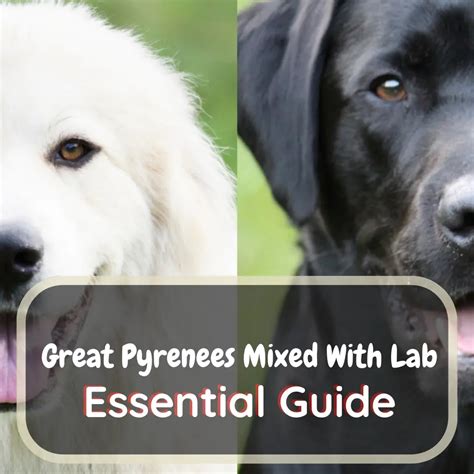 Great Pyrenees Mixed With Labrador:Complete Guide - LabraJoy