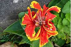 fiori esotici foto immagini fiori dello sri lanka fiore tropicale con fiori esotici foto immagini fiori dello sri lanka fiore tropicale con