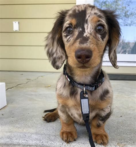 47 Best Long Hair Dachshund Breeders - Dogs Lover