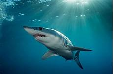 Shark Photo by 6 Amazing Sharks You Ve Never Heard Of Shark Photo