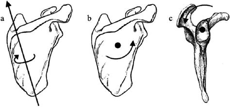 Image result for Scapular Rotation Dysfunction