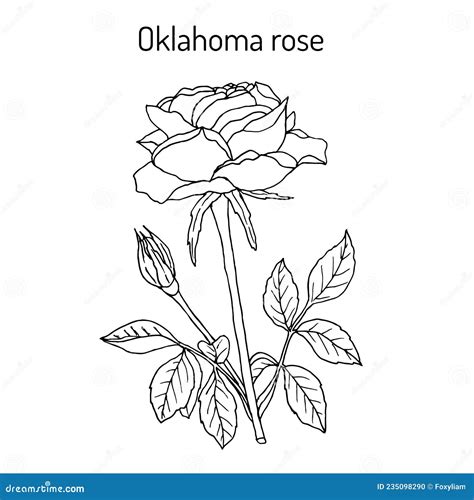 Oklahoma Rose, the Official Flower of Oklahoma Stock Vector ...