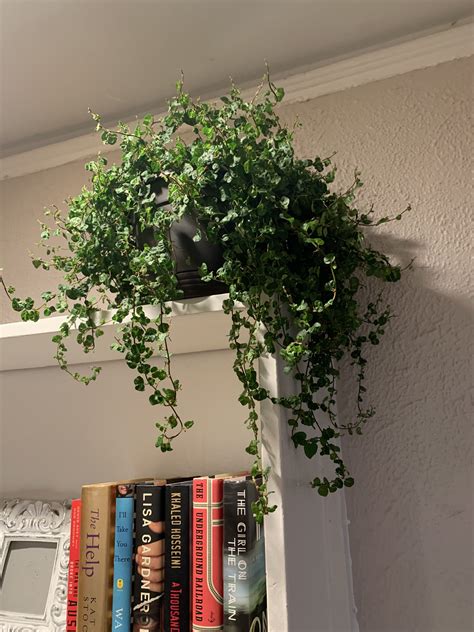 How to make your plants happy creeping fig care guide – Artofit