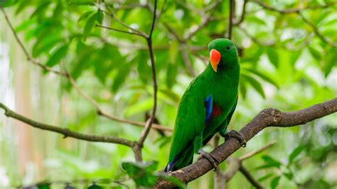 Image result for Parrot Search Algorithm