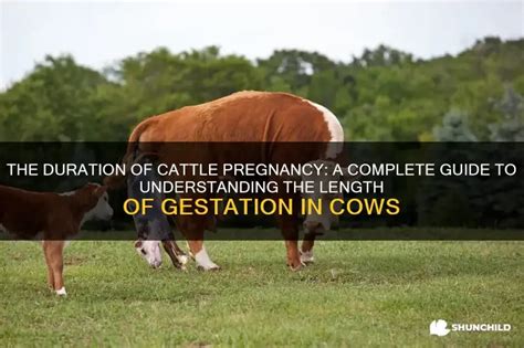 The Duration Of Cattle Pregnancy: A Complete Guide To Understanding The ...