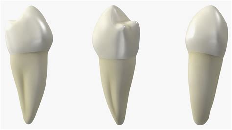 Canine Tooth Human 3D - TurboSquid 2139732