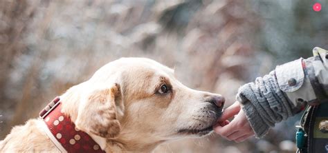 Image result for Hover CSS in Flutter Scroll