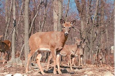 Taking aim: Game Commission now has the tools to fight back against ...