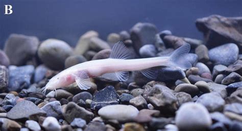 Chinese Scientists Discover New Cave-Dweller With No Eyes or Color—And ...