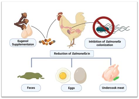 Application of Eugenol in Poultry to Control Salmonella Colonization ...