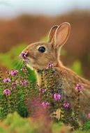 Image result for Bunny Smelling Flower