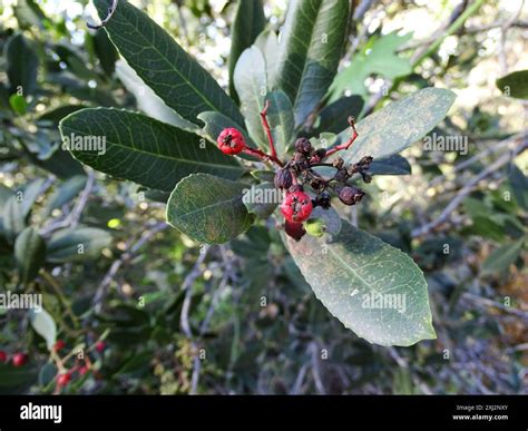 Toyon (Heteromeles arbutifolia) Plantae Stock Photo - Alamy