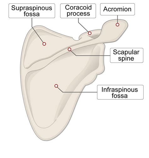 Scapula Bone Labeled Lateral View at Michael Harbour blog