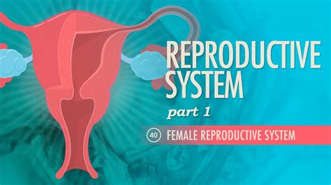 Crash Course Reproductive 的图像结果