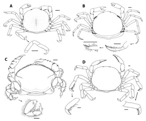 A Review of the Ecomorphology of Pinnotherine Pea Crabs (Brachyura ...