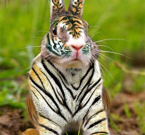 Tigerpython Rabbit 的图像结果