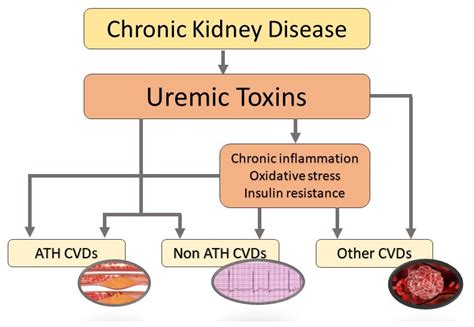 Causes Of Uremia
