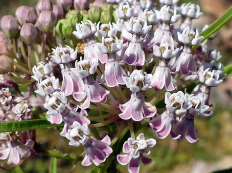 Asclepias Fascicularis