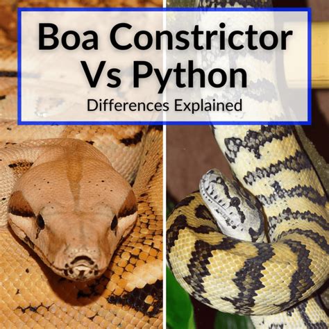 Image result for Boa Constrictor vs Python