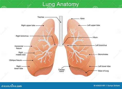 Components of human lung stock vector. Illustration of dioxide - 65655189