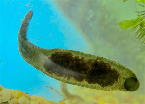 Leeches In Lakes Leech Wikipedia