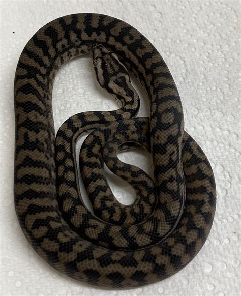 Image result for Carpet Python Setup