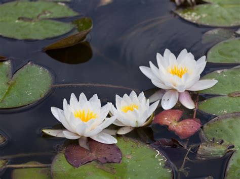 Water Lily Plant