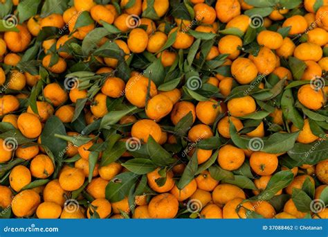Little orange fruit stock photo. Image of calories, dietary - 37088462