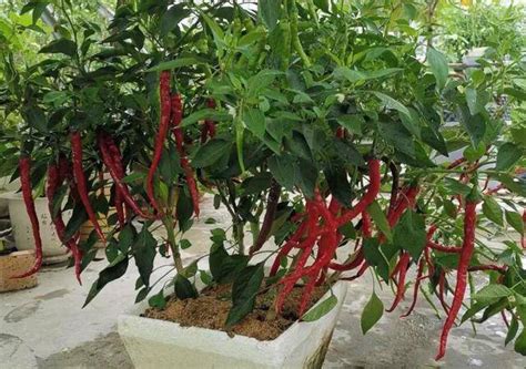 花盆里种辣椒，记住小诀窍，长成“辣椒树”，结的辣椒一年吃不完