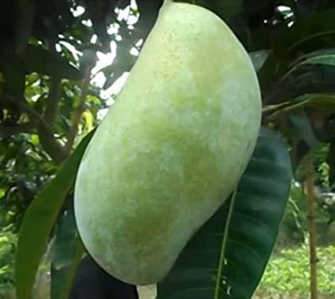 Green view "Brunai King Mango" Live Amba fruit plant Grafted hybrid new ...